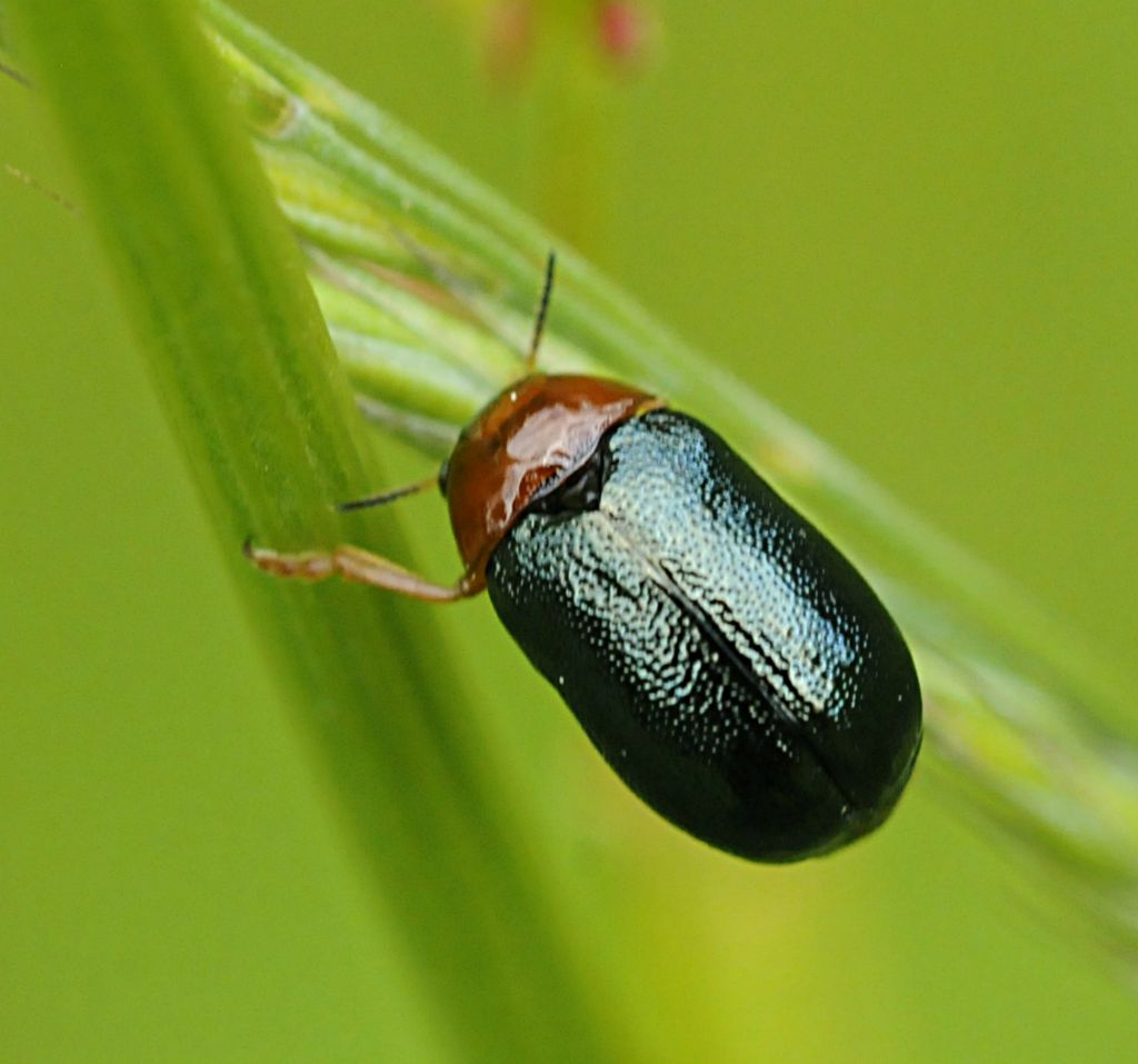 Smaragdina salicina (Chrysomelidae)